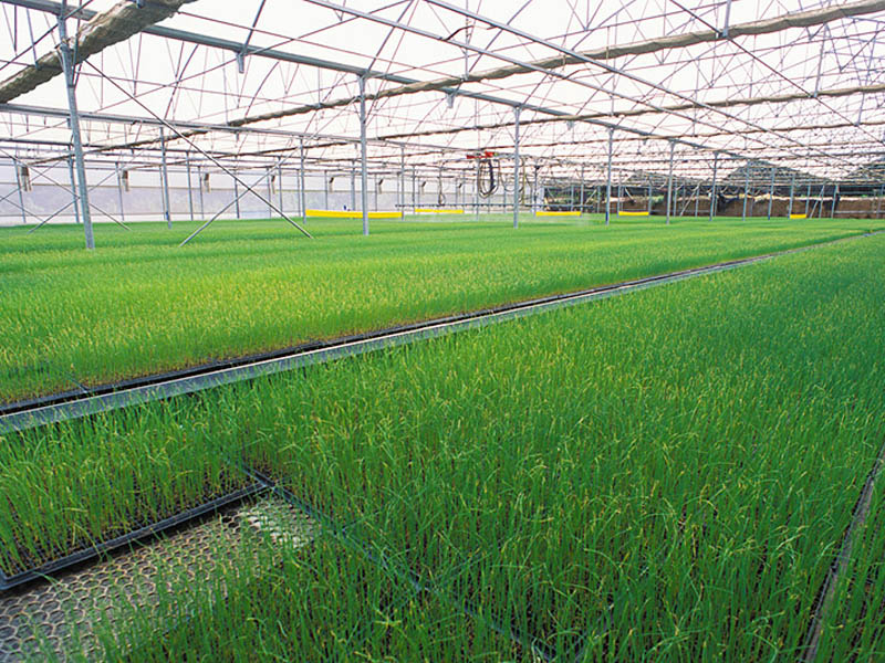 溫室大棚建設(shè) 溫室大棚建設(shè)