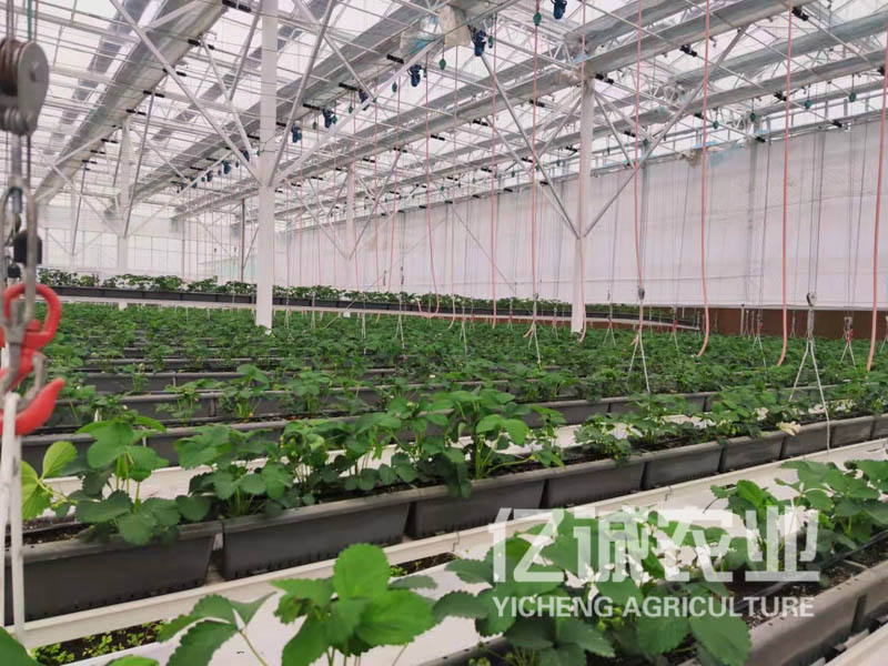 智能溫室大棚建設 智能溫室大棚建設