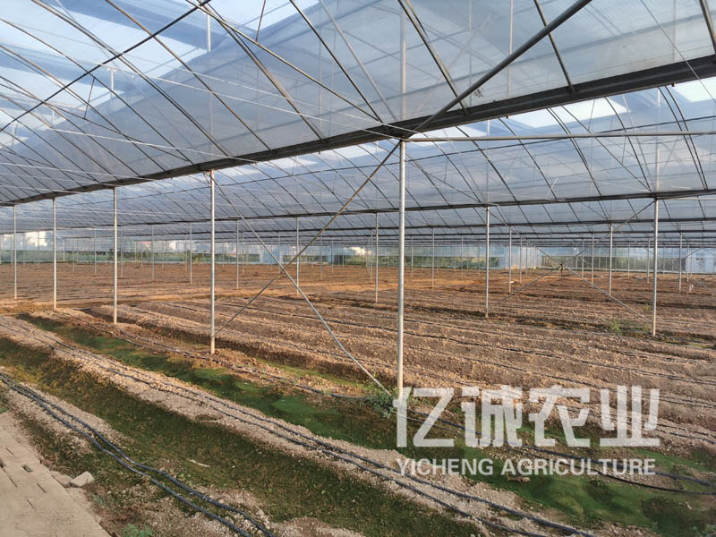 連棟薄膜溫室工程 連棟薄膜溫室工程