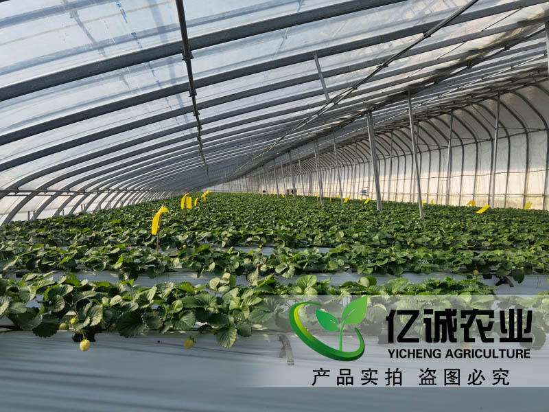 吊掛升降草莓種植溫室大棚 吊掛升降草莓種植溫室大棚