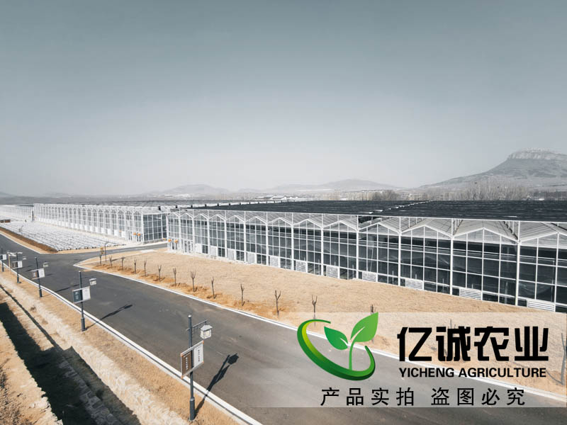 連棟溫室大棚 連棟溫室大棚