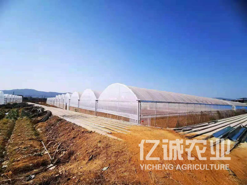 薄膜連棟溫室大棚