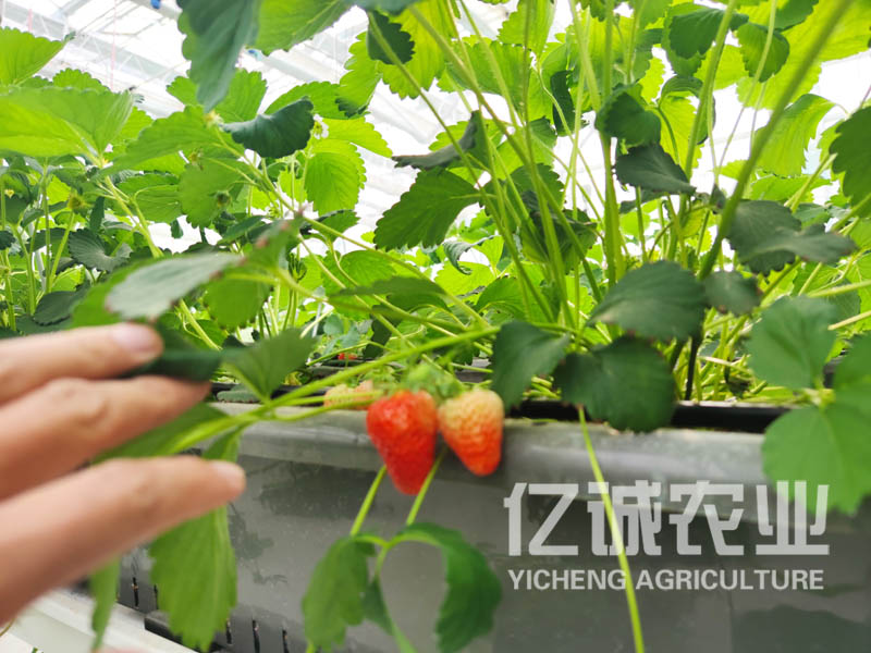 現化化大棚建設 現化化大棚建設