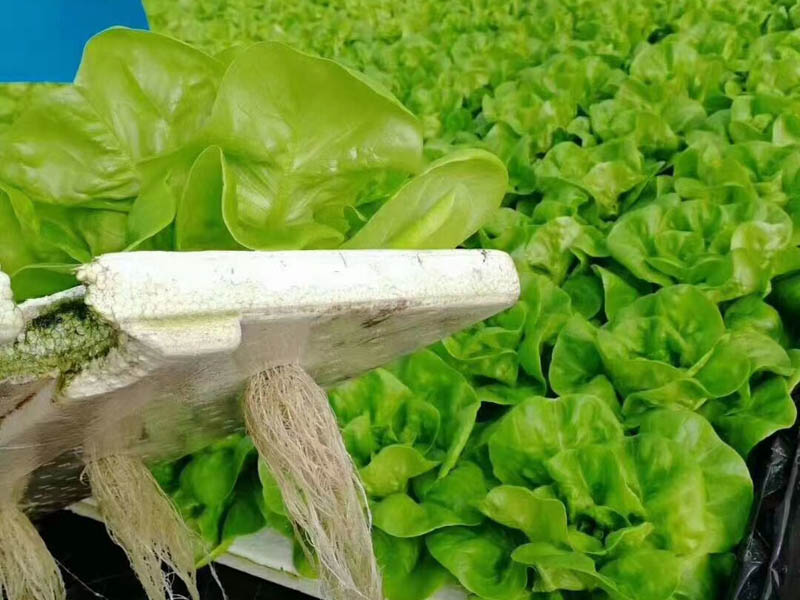 蔬菜溫室大棚廠家 蔬菜溫室大棚廠家