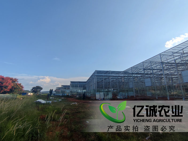 聯棟玻璃溫室大棚工程建設