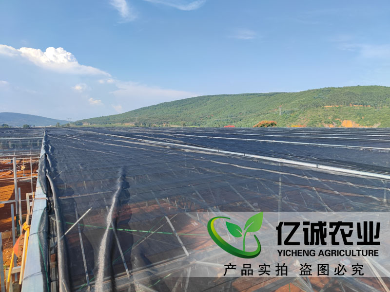 聯棟玻璃溫室大棚工程建設